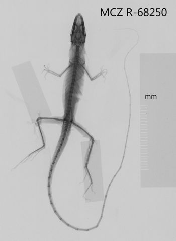 Media type: image;   Herpetology R-68250 Aspect: dorsoventral x-ray